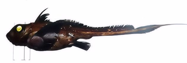 Hydrolagus mirabilis_05